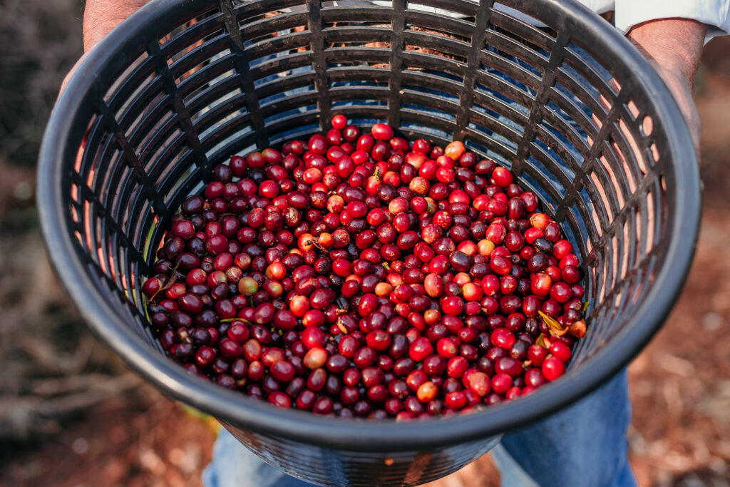 red coffee cherries in a black plastic basket