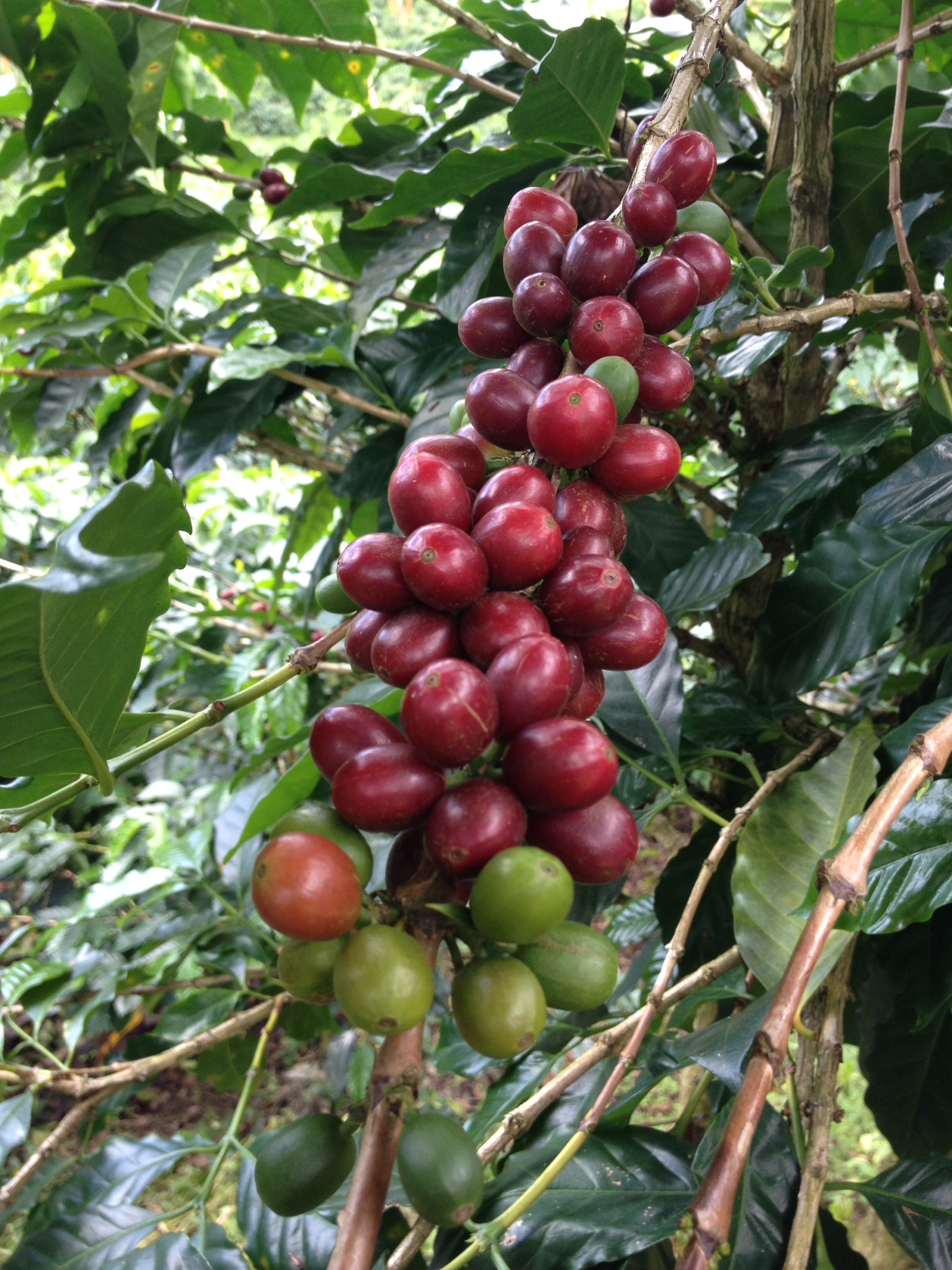 Colombia Tolima Cafisur