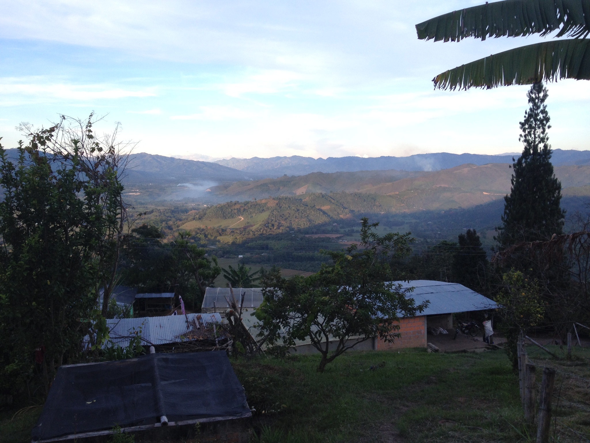 Colombia Tolima Cafisur