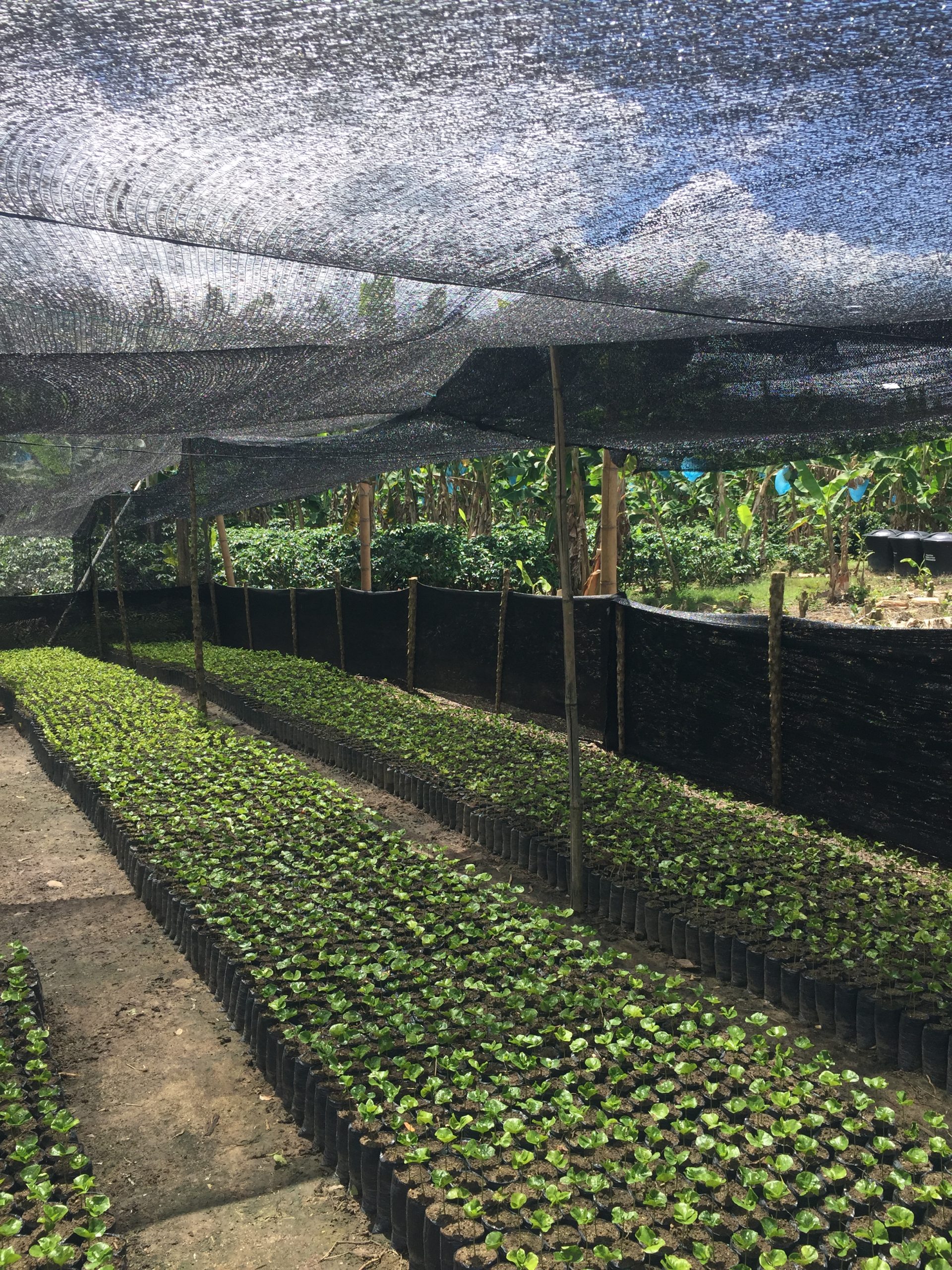 Colombia Tolima Cafisur