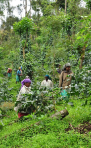 People harvesting coffeeplants on an Indian Coffee Farm